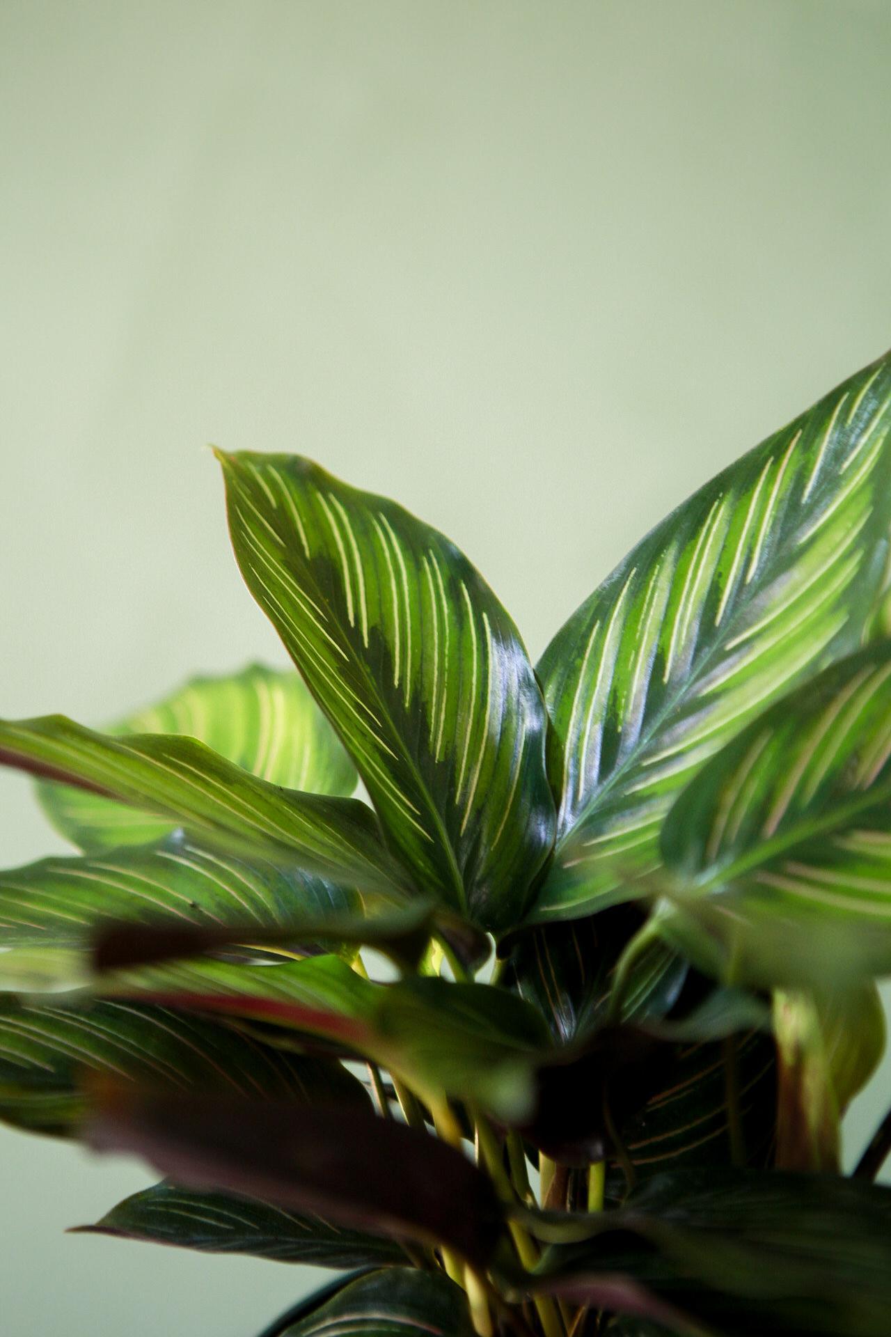 Calathea 'Beauty Star'