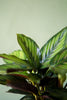 Calathea 'Beauty Star'