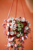 String of Hearts 'Pretty Pink'