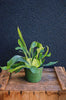 Staghorn Fern