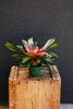 Bromeliad Neoreglia