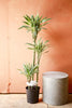 Dracaena 'White Bird'