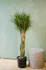 Dracaena Marginata