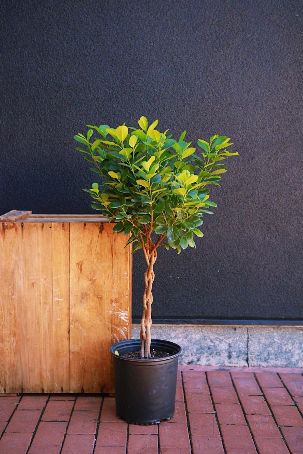 Ficus 'Moclame'
