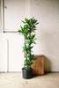 Dracaena Janet Lind