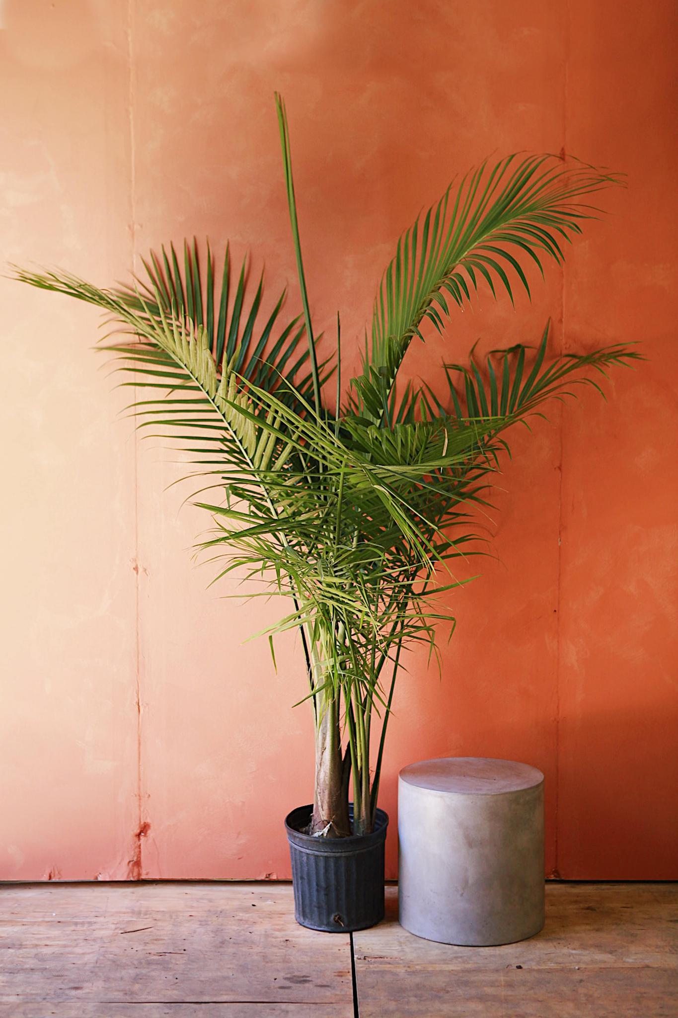 Majesty Palm