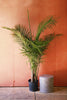 Majesty Palm