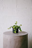 Peperomia 'Hope'