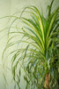 Ponytail Palm