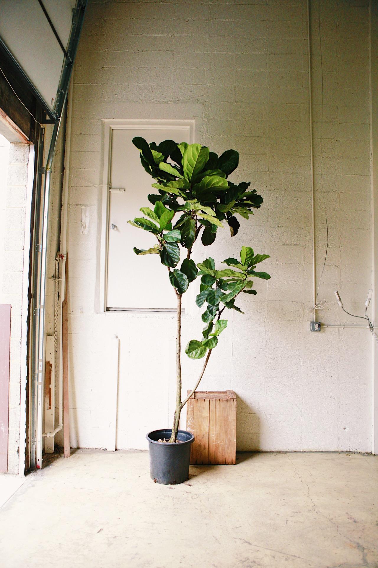 Fiddle Leaf Fig