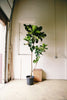 Fiddle Leaf Fig