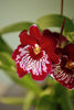 Miltonia Orchid