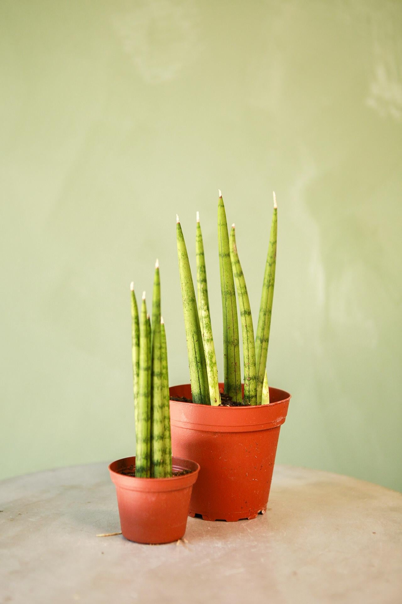 Spear Snake Plant