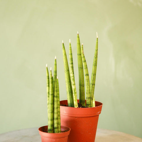 Spear Snake Plant