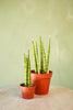 Spear Snake Plant