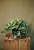 Watermelon Peperomia
