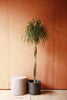 Dracaena Marginata