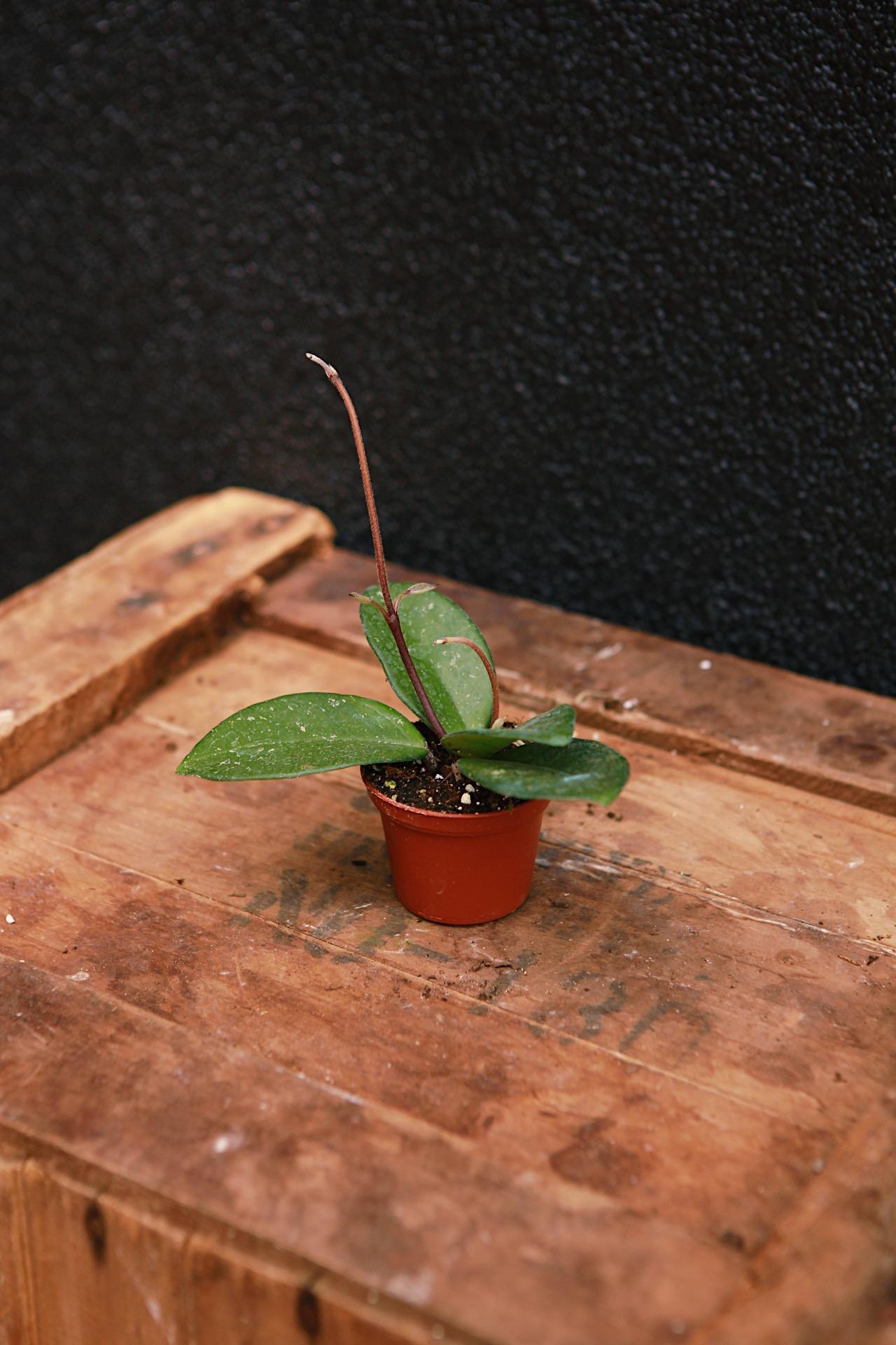 Hoya carnosa