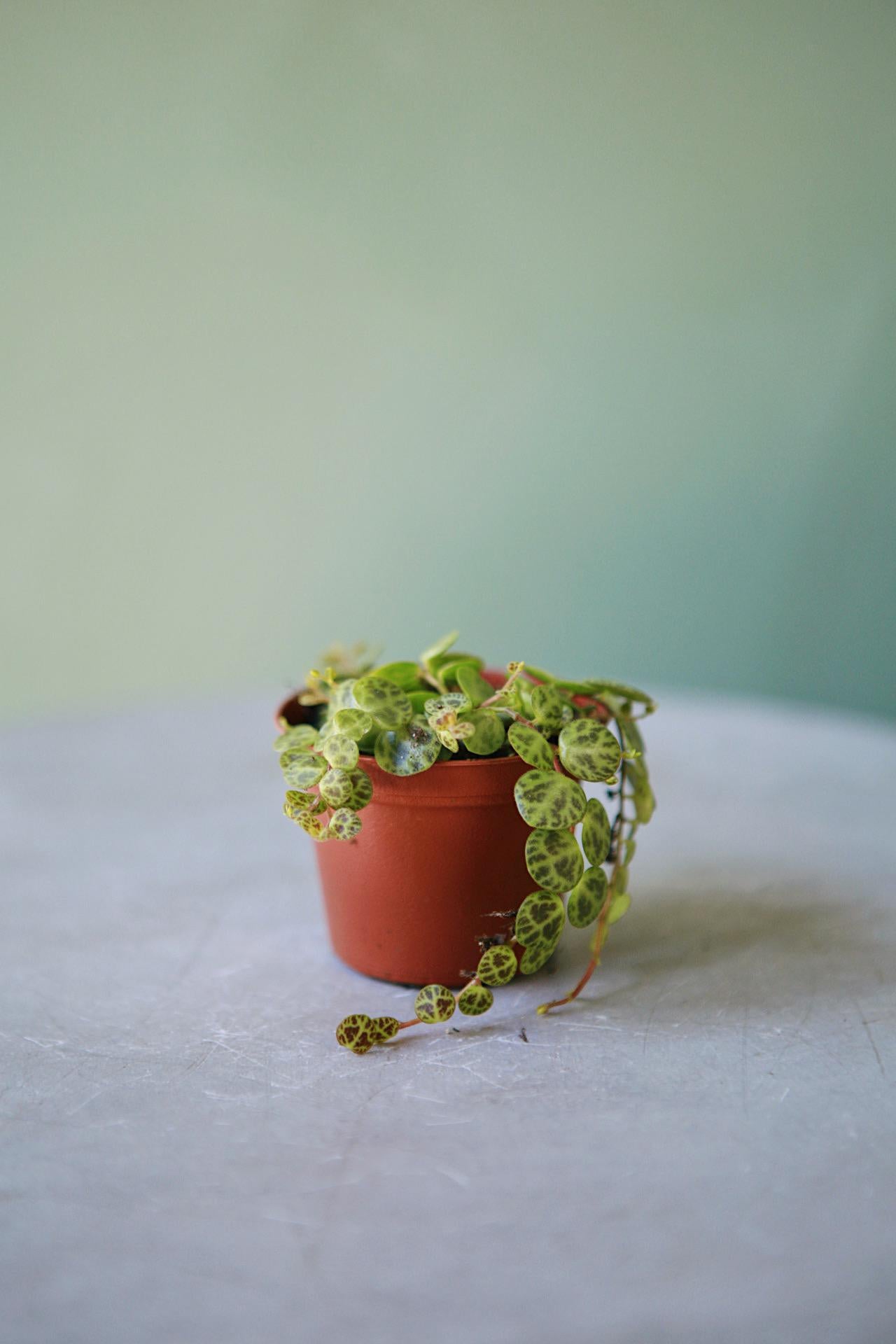 String of Turtles