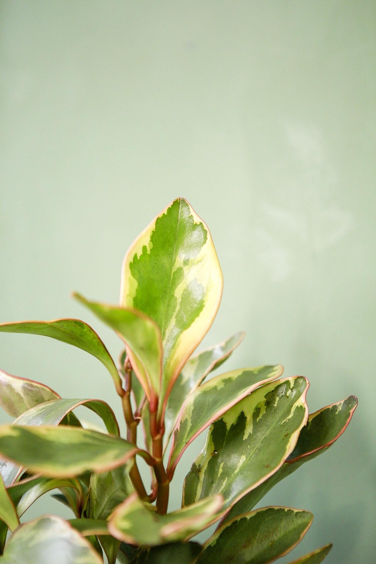 Peperomia obtusifolia