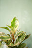 Peperomia obtusifolia