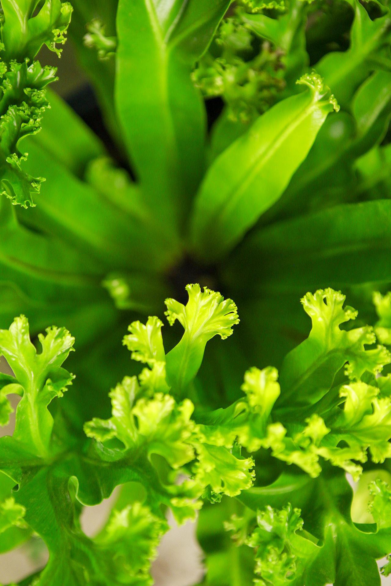 Birds Nest Fern 'Leslie'