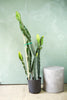 Triangle Cactus