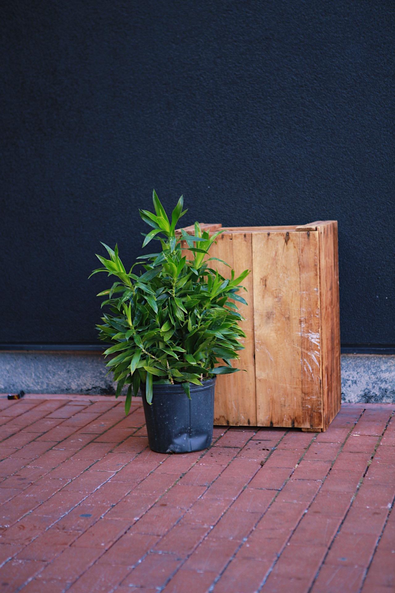 Dracaena Reflexa