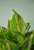 Aglaonema 'Dazzling Gem'
