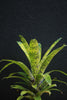 Bromeliad 'Gruberii Ice'