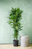Dracaena Janet Lind