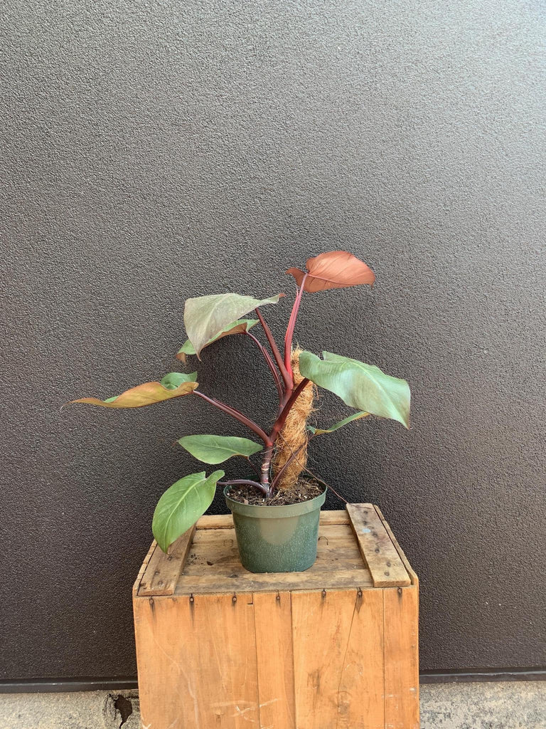 Philodendron 'Merlot'