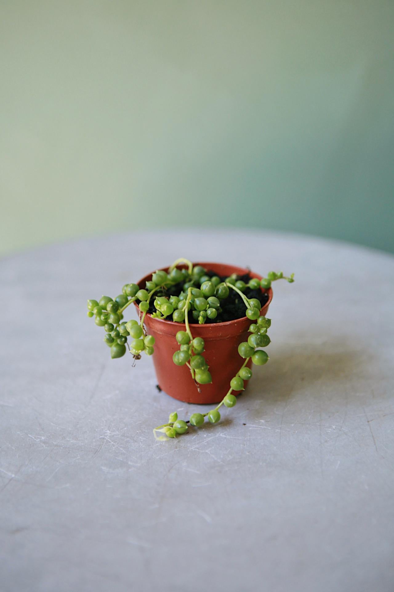 String of Pearls