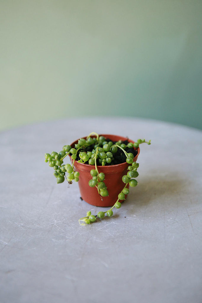 String of Pearls