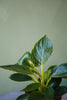 Philodendron 'Birkin'
