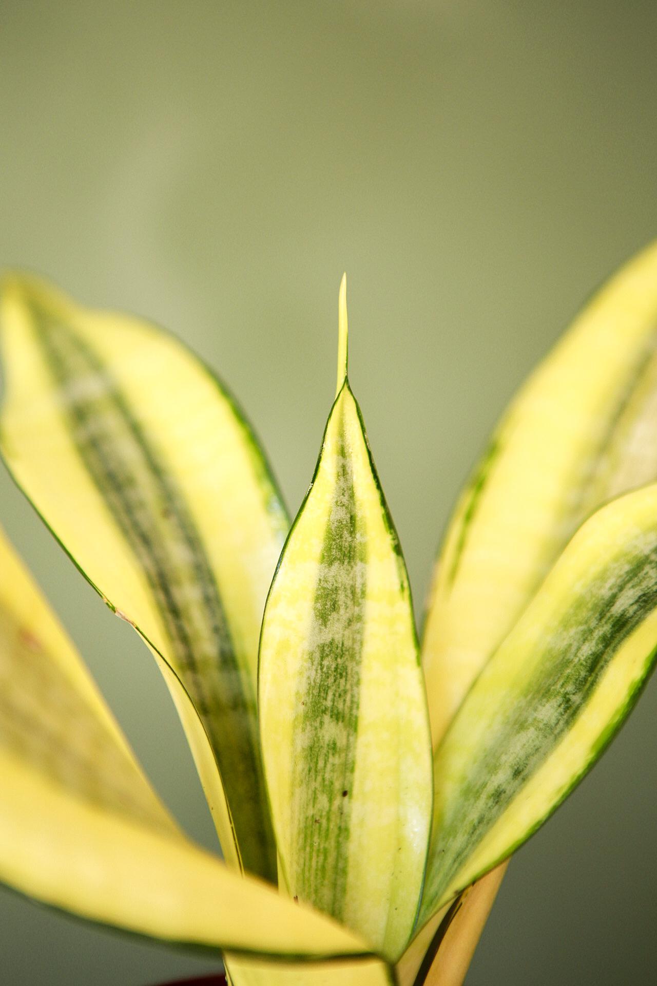 Snake Plant 'Gold Dust'