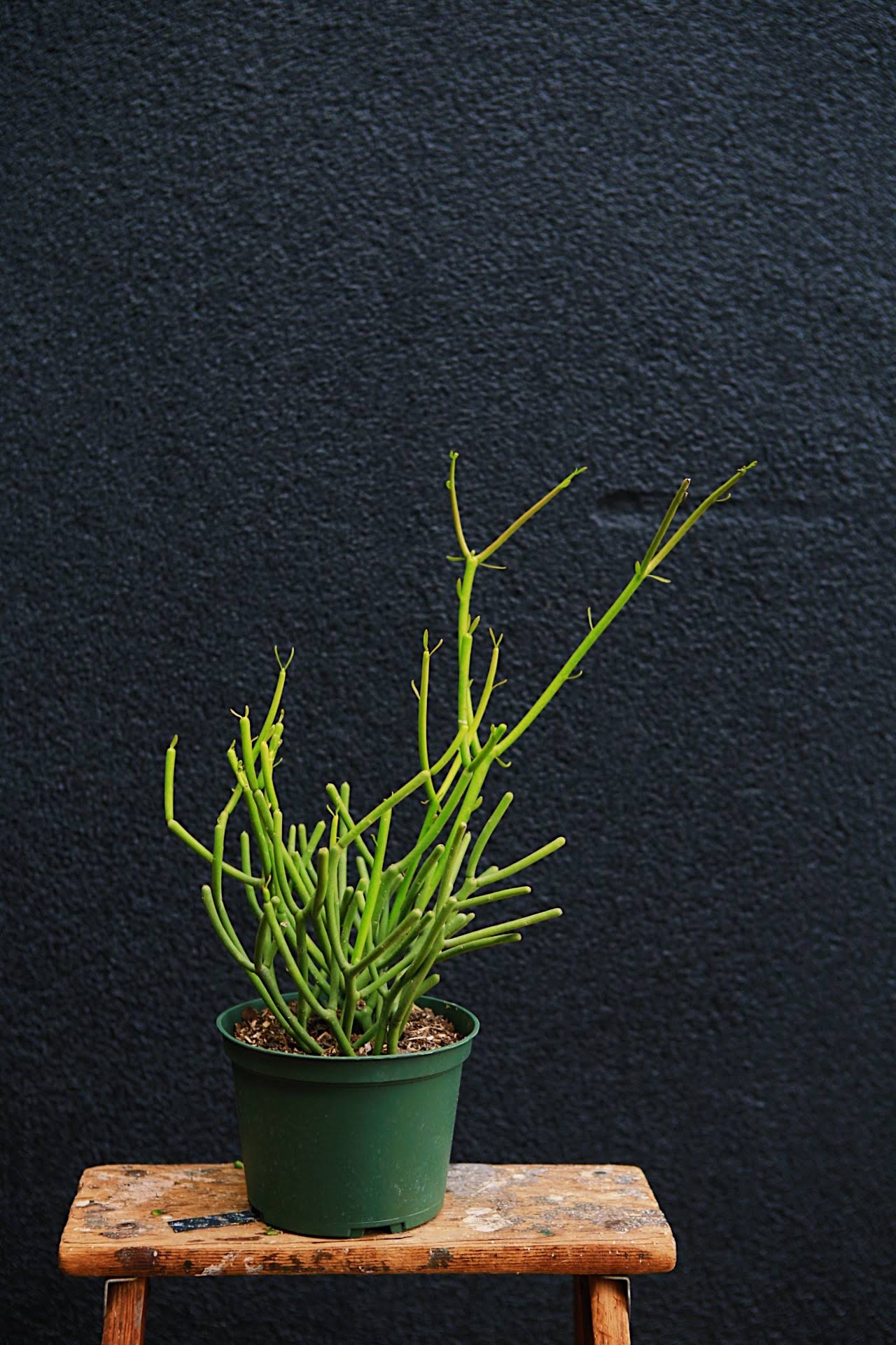 Pencil Cactus
