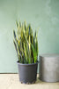Snake Plant 'Black Gold'