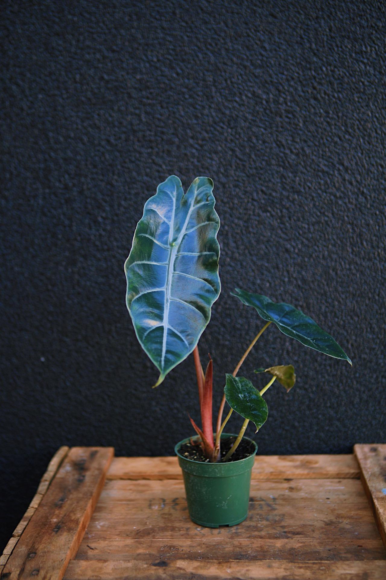 Alocasia 'Chantrieri'