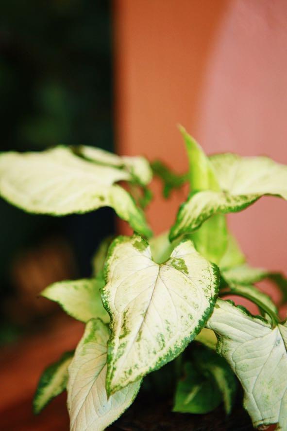 White Butterfly' Arrowhead Plant