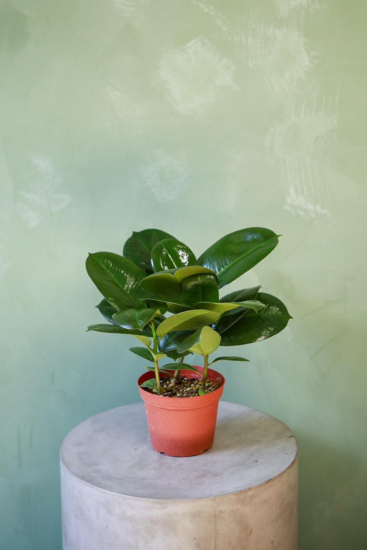 Rubber Plant 'Sofia'