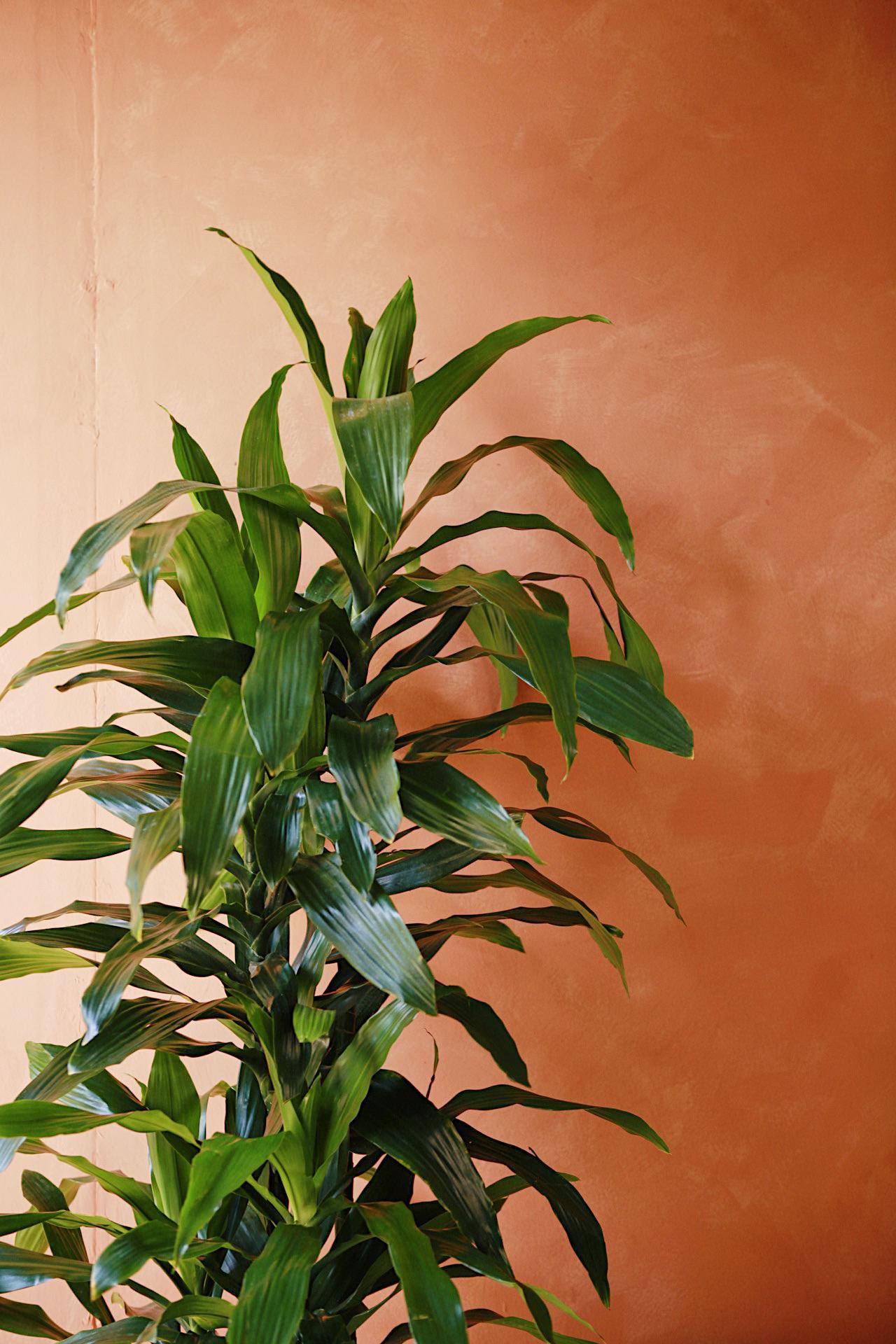 Dracaena 'Janet Craig'