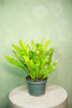Birds Nest Fern 'Champion'