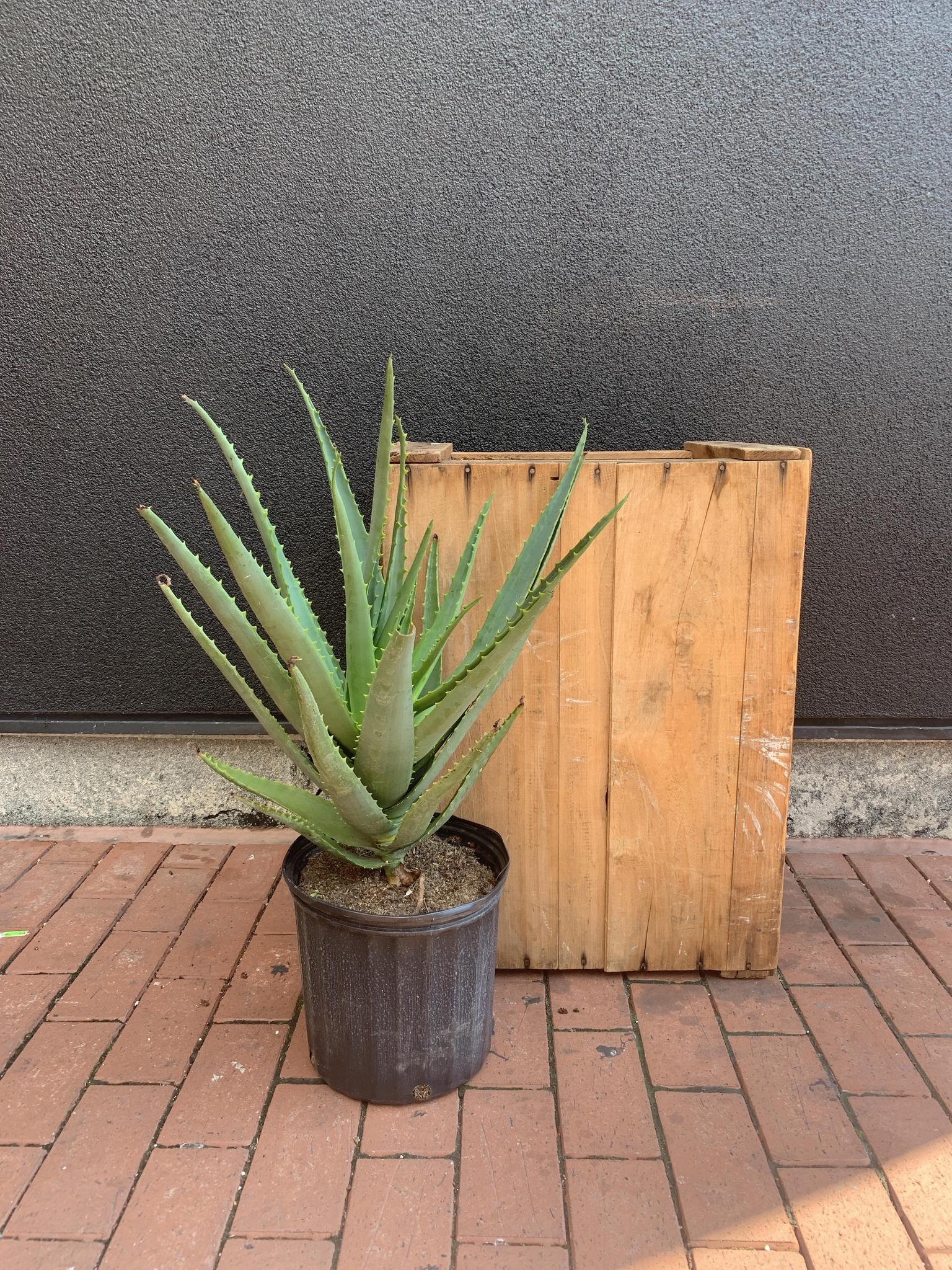 Aloe 'Safari Orange'