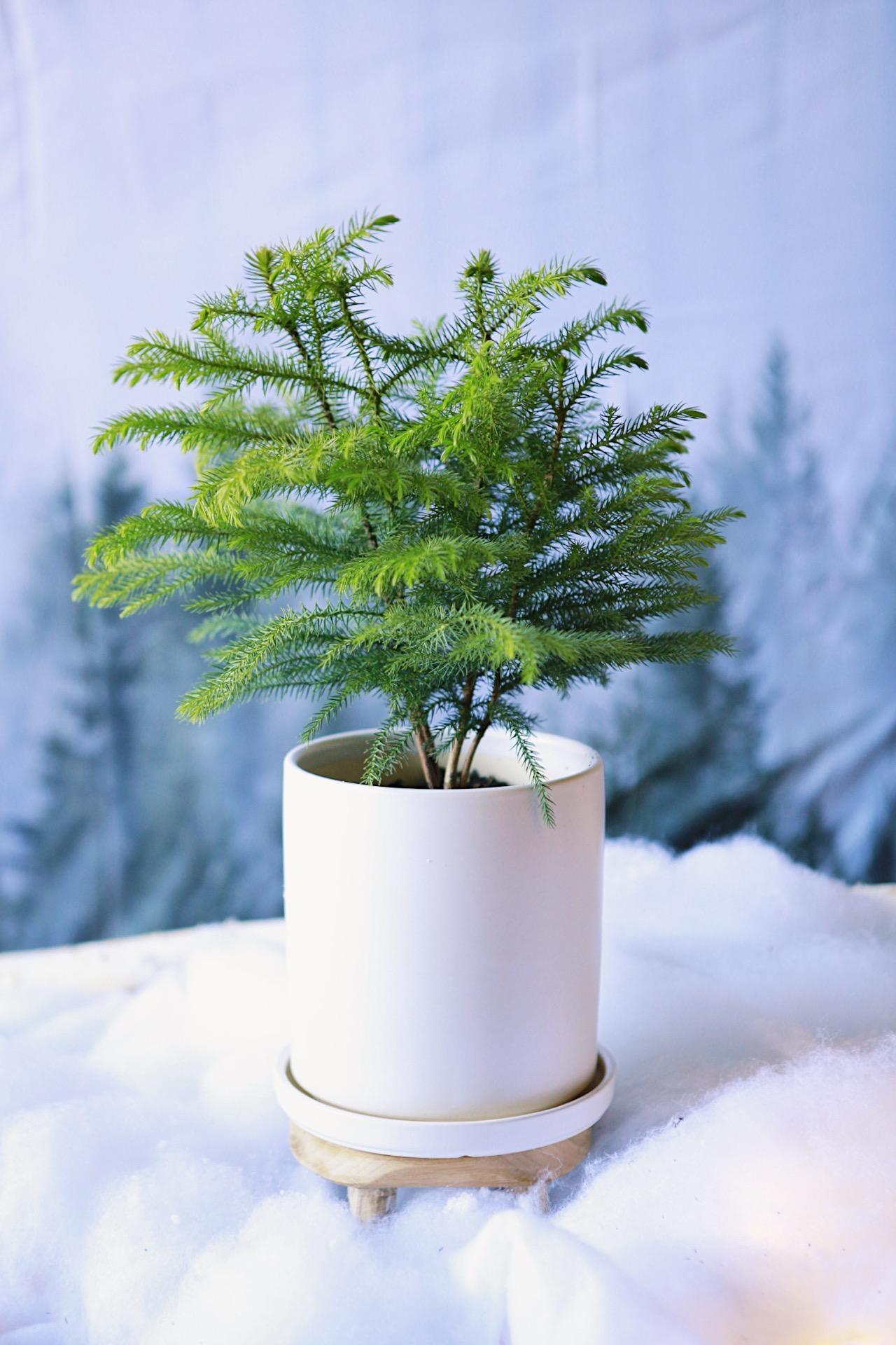 Norfolk Island Pine