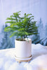 Norfolk Island Pine