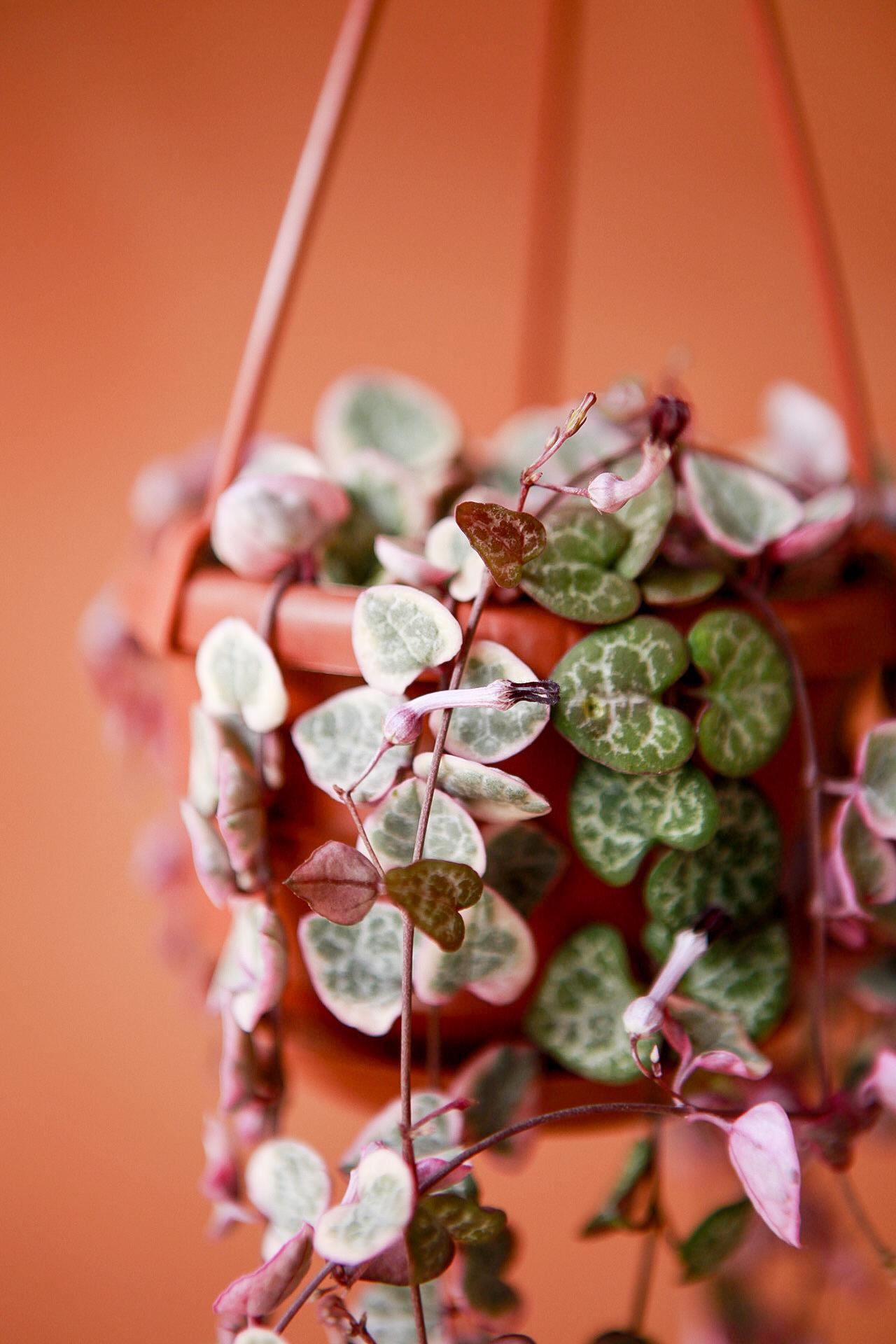 String of Hearts 'Pretty Pink'