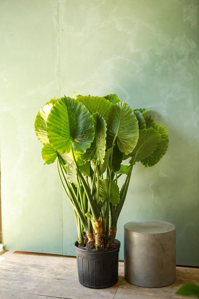 Alocasia 'California'