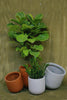 Wythe Planter