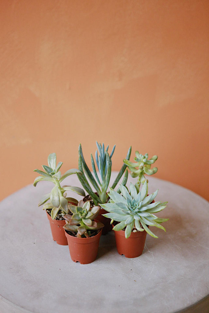 Assorted Succulent